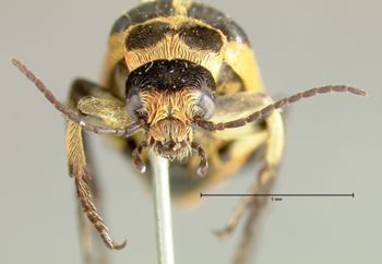 Media type: image;   Entomology 5095 Aspect: head frontal view